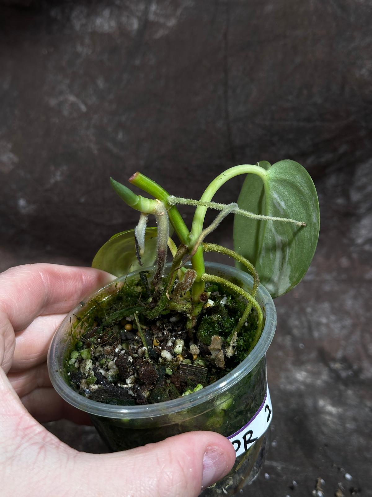 Variegated Scindapsus Pictus 'Jade Satin' Plant in a Nursery Pot | Rare Collector 2 Leaf Potted Plant | SAME Plant as images | US Seller