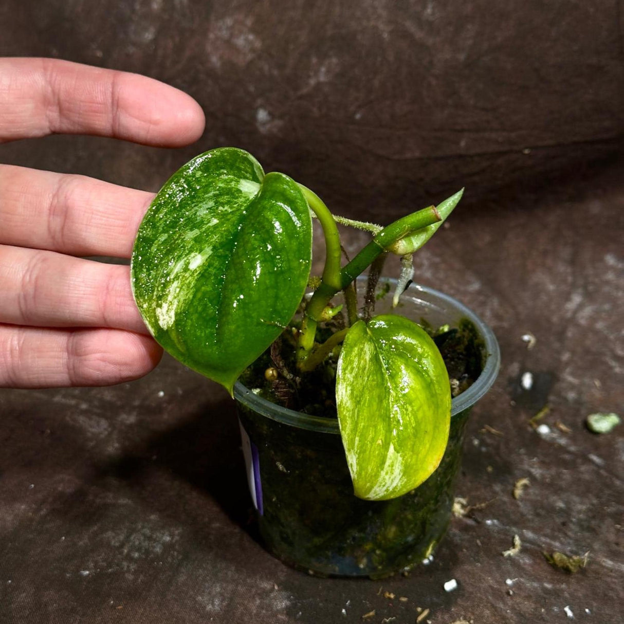 Variegated Scindapsus Pictus 'Jade Satin' Plant in a Nursery Pot | Rare Collector 2 Leaf Potted Plant | SAME Plant as images | US Seller