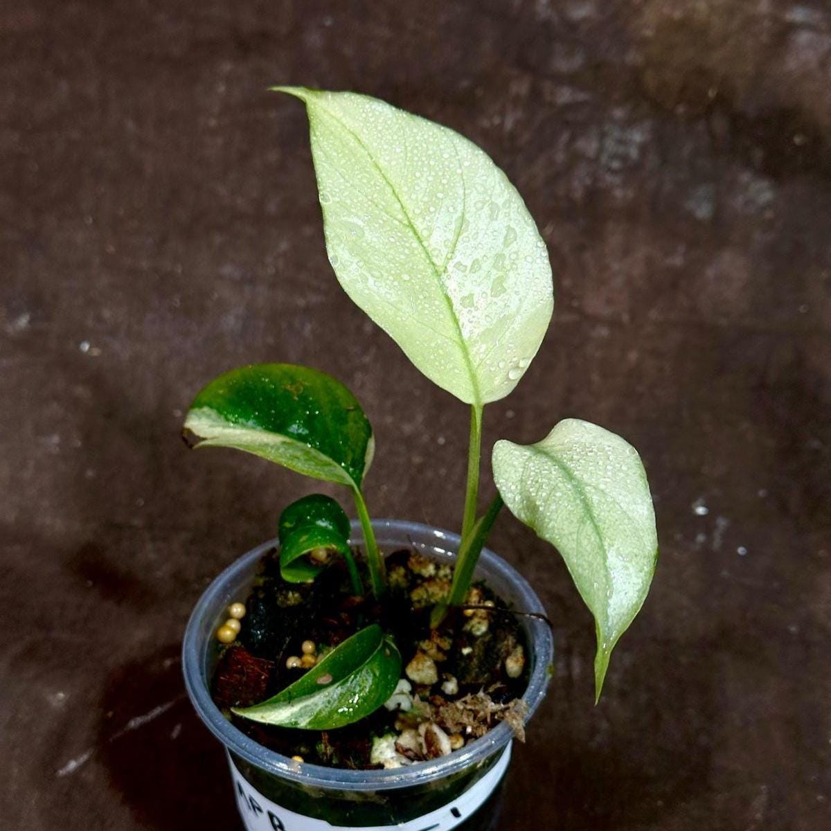 Rare Variegated Rhaphidophora Tetrasperma Albo in a Nursery Pot - Rare Mini Tetrasperma - SAME Potted Plant as images - US Seller