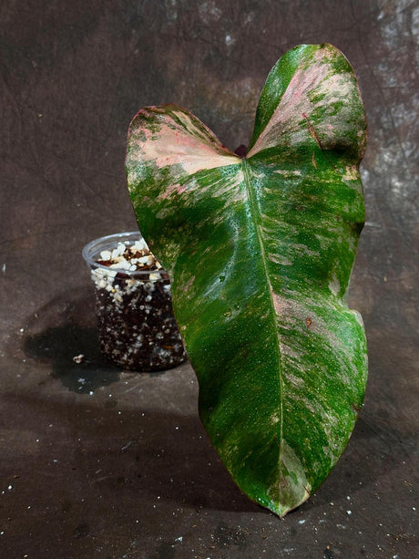 Variegated Philodendron Strawberry Shake in a Nursery Pot - Strawberry Shake RARE Collector Single Leaf Potted Plant - SAME Plant as images