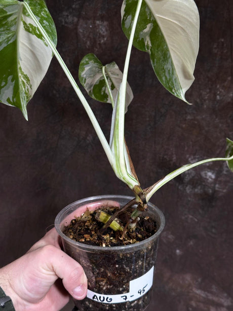 Variegated Monstera Albo Plant - Rare Indoor White Monstera Albo Borsigiana Plant - Albo Rare Collector Plants - EXACT Plant -US Seller