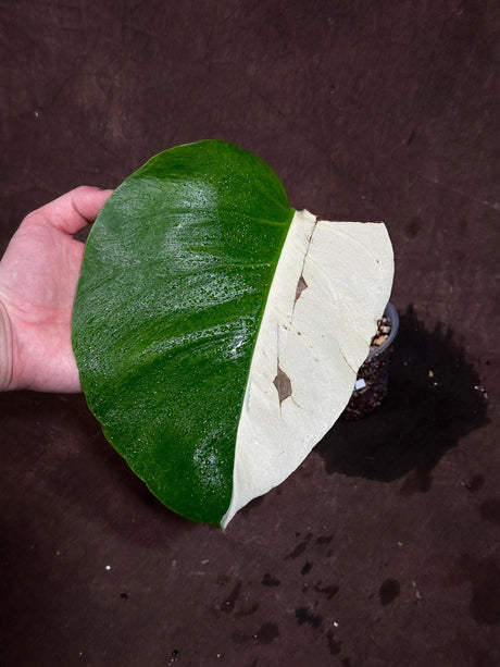 Variegated Monstera Albo Plant - Rare White Monstera Albo Borsigiana Plant - Albo Monstera Indoor Houseplant - US Seller - EXACT Plant