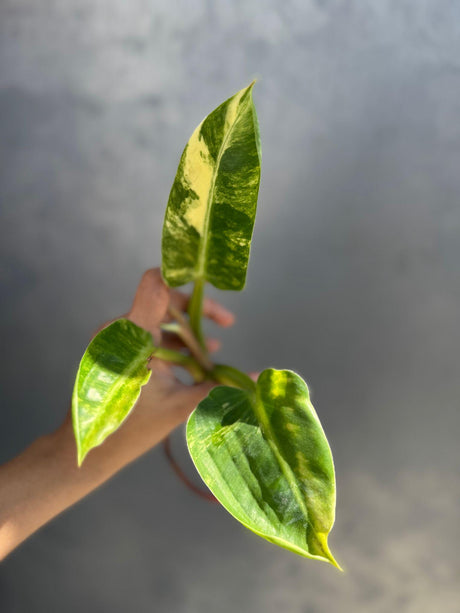 Super Rare Variegated Philodendron Green Congo Rooted Cutting - Green Congo Original - Hard to Come By - Exact Same Cut - US Seller