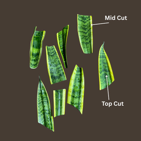 Sansevieria Laurentii Cutting - Yellow Snake Plant Cuts - Live Tropical Indoor & Outdoor Houseplant - Home and Office Decor - Gift for Mom