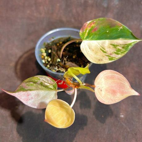 Rare Variegated Philodendron Mican Pink Mature Plant in a Nursery Pot - High Variegated Potted Plant -US SELLER - SAME Pot as the image