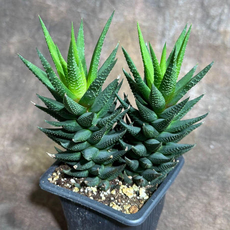 Haworthia Attenuata Plant in 3" Grow Pot - Zebra Haworthia - Live Succulent Plant - Mini Indoor Cactus - Easy Care Indoor Plant