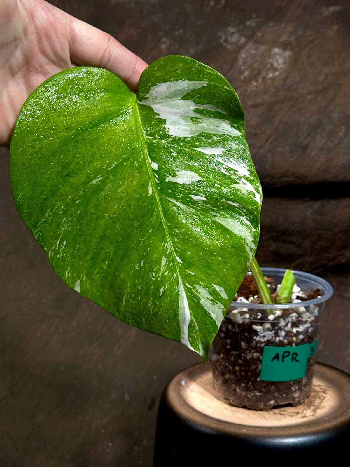 Variegated Monstera Albo Plant - Rare Indoor White Monstera Albo Borsigiana Plant - Single Leaf Plant - Indoor Plant - Rare Houseplant