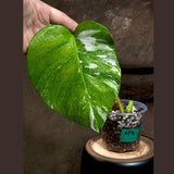 Variegated Monstera Albo Plant - Rare Indoor White Monstera Albo Borsigiana Plant - Single Leaf Plant - Indoor Plant - Rare Houseplant