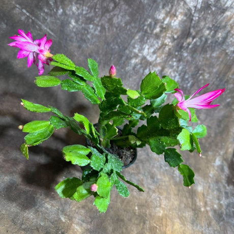 Christmas Cactus - Thanksgiving Cactus in a 4" Grow Pot - Schlumbergera Truncata - Indoor Succulent Plant - Low light Gift Houseplant