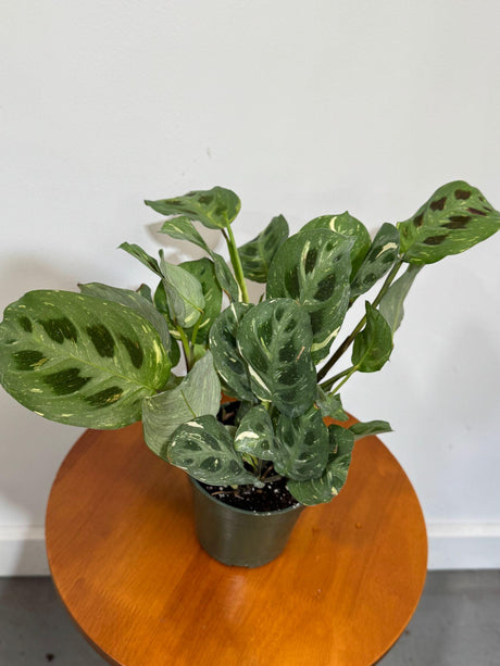 Variegated Maranta Leuconeura  in a 4" Grow Pot - Prayer Plant - Beauty Kim Prayer Plant - Tropical Houseplant - Live Indoor Plants