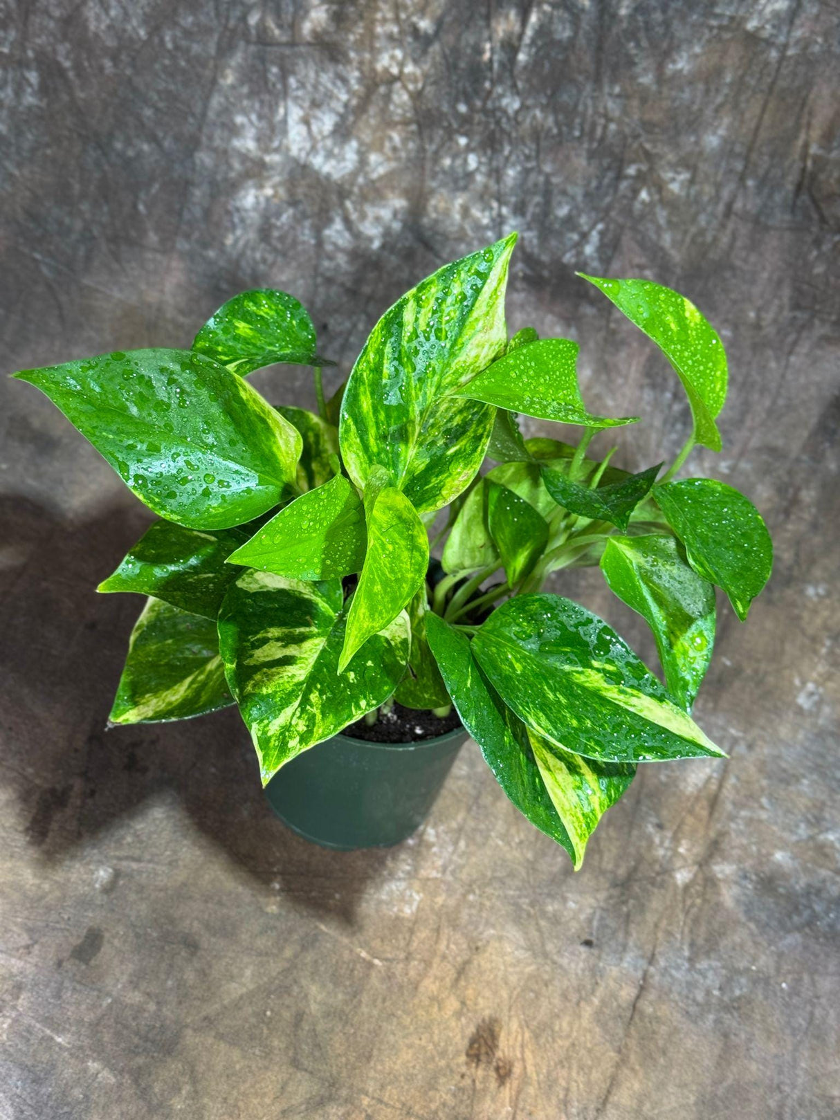 Golden Pothos in a 4" Nursery Pot - Easy Care Low light Indoor Plant - Devils Ivy Lucky Houseplant Air Purifier - Housewarming Gift Plant