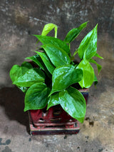 4" Jade Heart Leaf Philodendron Bulk 10 Pots – Live Philodendron Cordatum Plants (Case of 10 Pots)