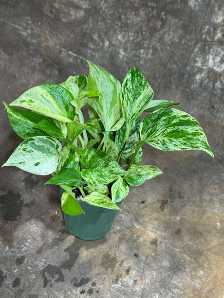 Marble Queen Pothos in 4" Nursery Pot - Gorgeous Variegated Indoor Easy-Care Houseplant - Marble Pothos - Air Purifier Plants - Office Plant