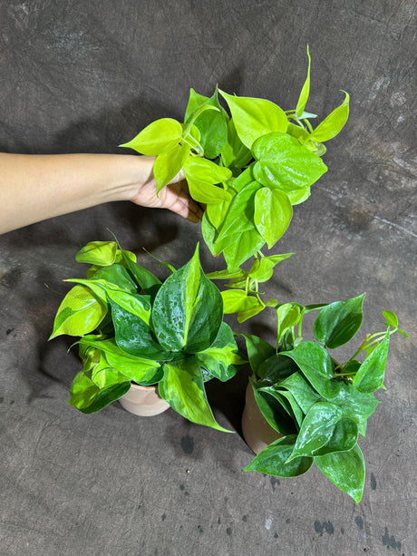 Set of 3 Philodendron in a 4" Nursery Pot - Brazil, Jade, Lemon Lime Philo - Variegated Indoor Easy-Care Houseplant - Air Purifier Plants