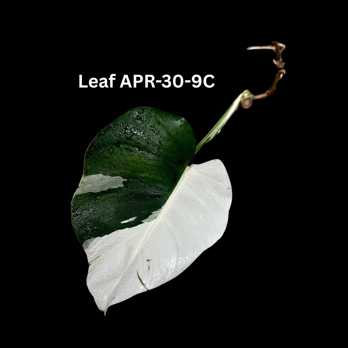 Variegated Monstera Albo Cutting - White Monstera Albo Borsigiana Plant - Rare Collector Indoor Plant - Half-Moon Leaf Plant- US Seller