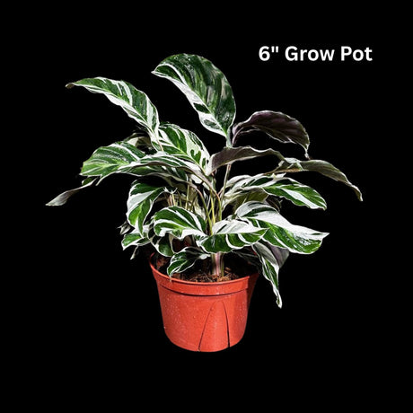 Calathea Fusion White in Grow Pot - Low Maintenance Best Indoor Plant - Variegated White Plant - Office Gift Plant with Pot -