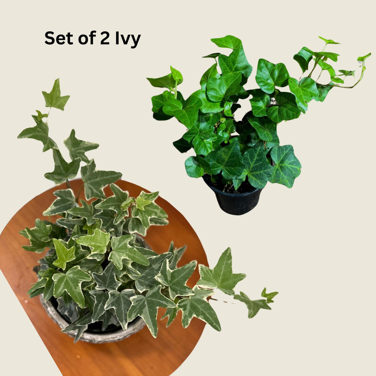 Set of 2 Variegated & Green English Ivy Live Plants in 4" Grow Pot - Indoor Vining Plant - Low Light Climbing Plant - Easy Care House Plant