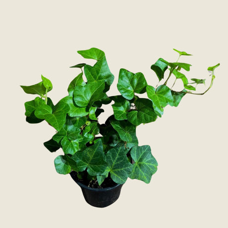 Set of 2 Variegated & Green English Ivy Live Plants in 4" Grow Pot - Indoor Vining Plant - Low Light Climbing Plant - Easy Care House Plant