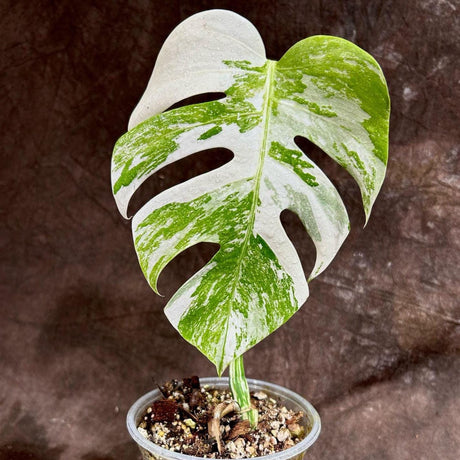 Variegated Monstera Albo Plant - Rare Indoor White Monstera Albo Borsigiana Plant - Monstera Albo Single Leaf Plant - Rare Houseplant