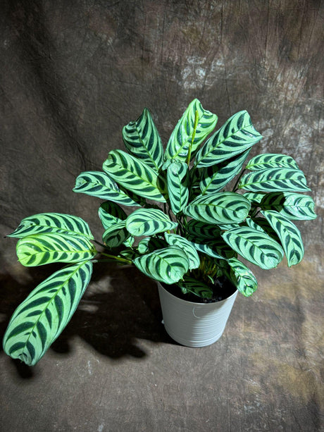 Calathea Burle Marx in 6” Self-Watering Decorative Gift pot - Maranta Amabilis Burle Marxii Live Plant - Air Purifier Fishbone Prayer Plant