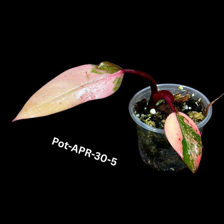 Variegated Philodendron Strawberry Shake Pot- Rare Strawberry Pink and Yellow Variegated Plant - Collector Gift Plant - EXACT same Plant