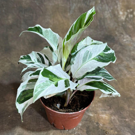 Calathea Fusion White in a 4" Grow Pot - Low Maintenance Best Indoor Plant - Variegated White Plant - Office Gift Plant with Pot