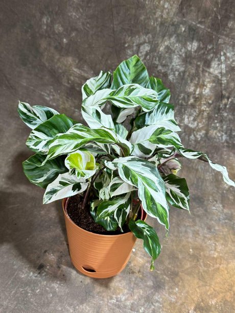 Calathea Stella Fusion White in 6" Self-Watering Pot - Beautiful White Variegated - Low Maintenance Best Indoor Plant - Easy Care Houseplant