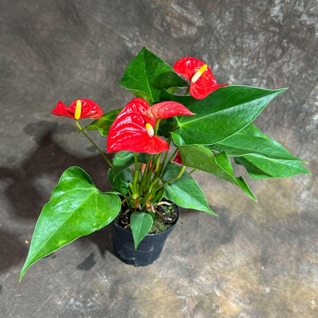 Red Flowering Anthurium Plant in 4" pot - Live Flowers Red - Easy Care Flowering Houseplant - Low Light Live Indoor Flower Plant For Gift