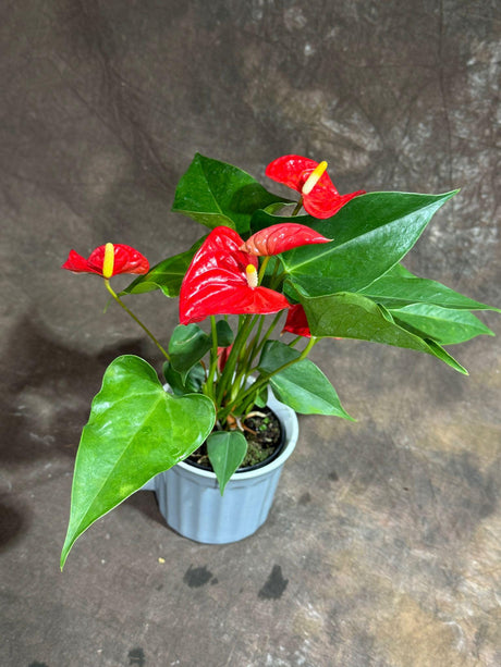 Anthurium Flowering Plant - Red Anthurium in 4" Ceramic Cup - Easy Care Hardy Houseplant - Low Light Live Flower Plant with blooming flowers