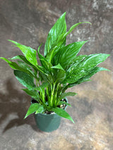4" Variegated Peace Lily  - Bulk 10 Pots Indoor Air Purifying Houseplant ( Case of 10 )