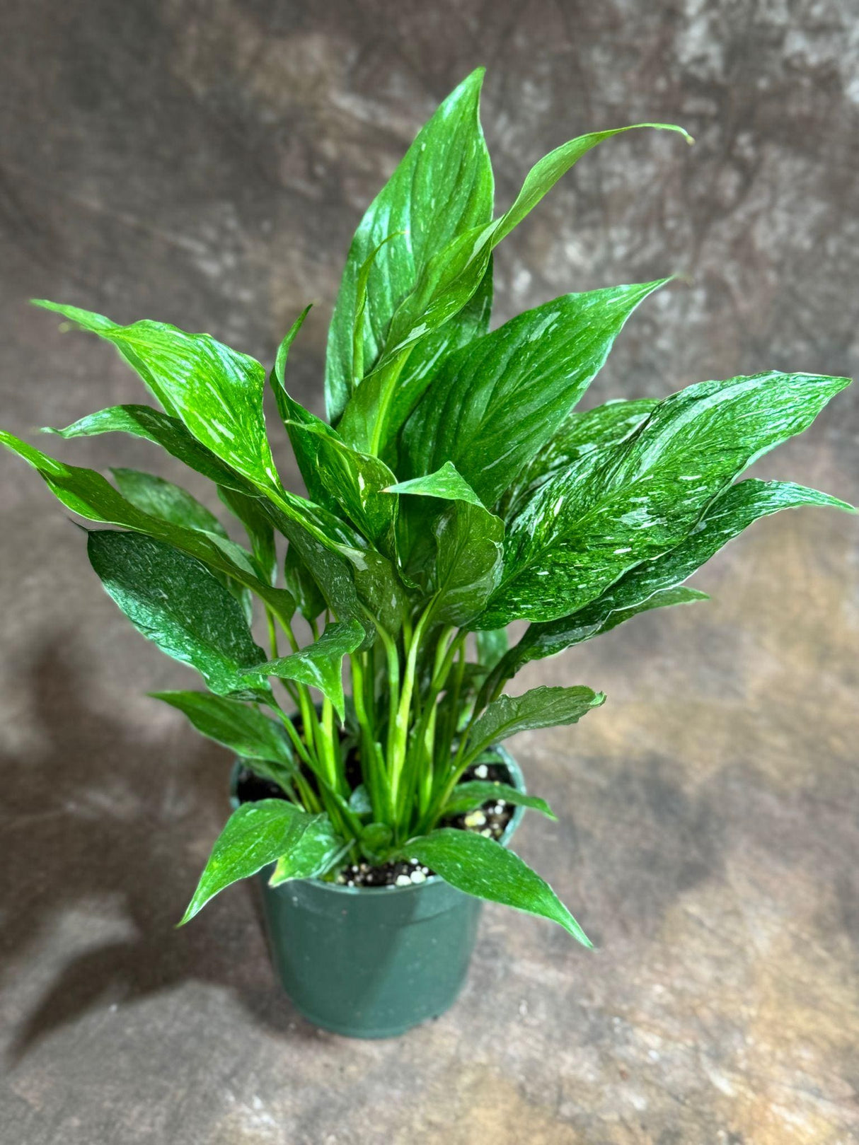 4" Variegated Peace Lily  - Bulk 10 Pots Indoor Air Purifying Houseplant ( Case of 10 )
