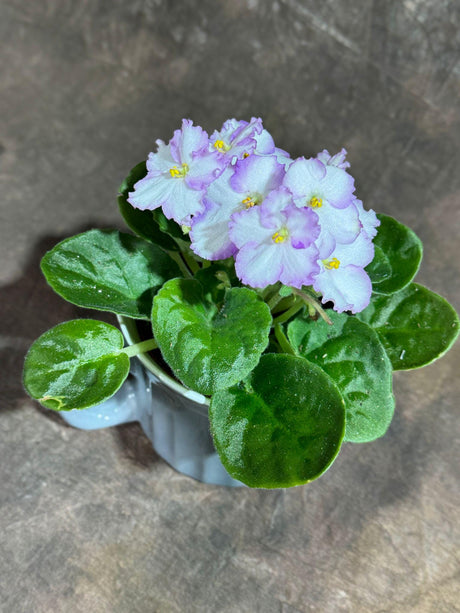 White Queen African Violet in a 4" Ceramic Cup - Indoor Flower Plant - Plant Lover Gift - Live Flower Plant Blooms All Year Round