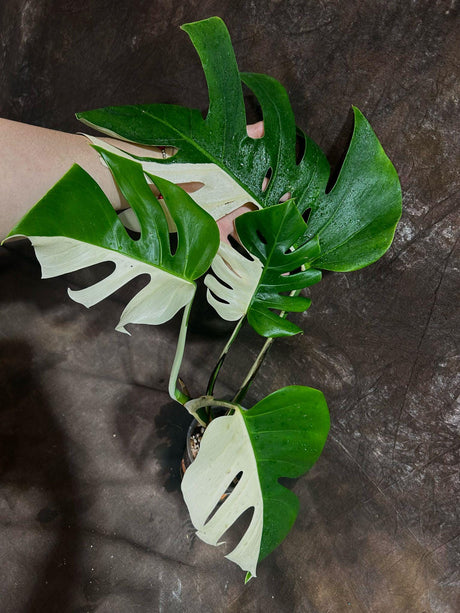 Variegated Monstera Albo Plant - Rare Indoor White Monstera Albo Borsigiana Plant - Albo Half-Moon Leaf Plants - EXACT Plant - US Seller