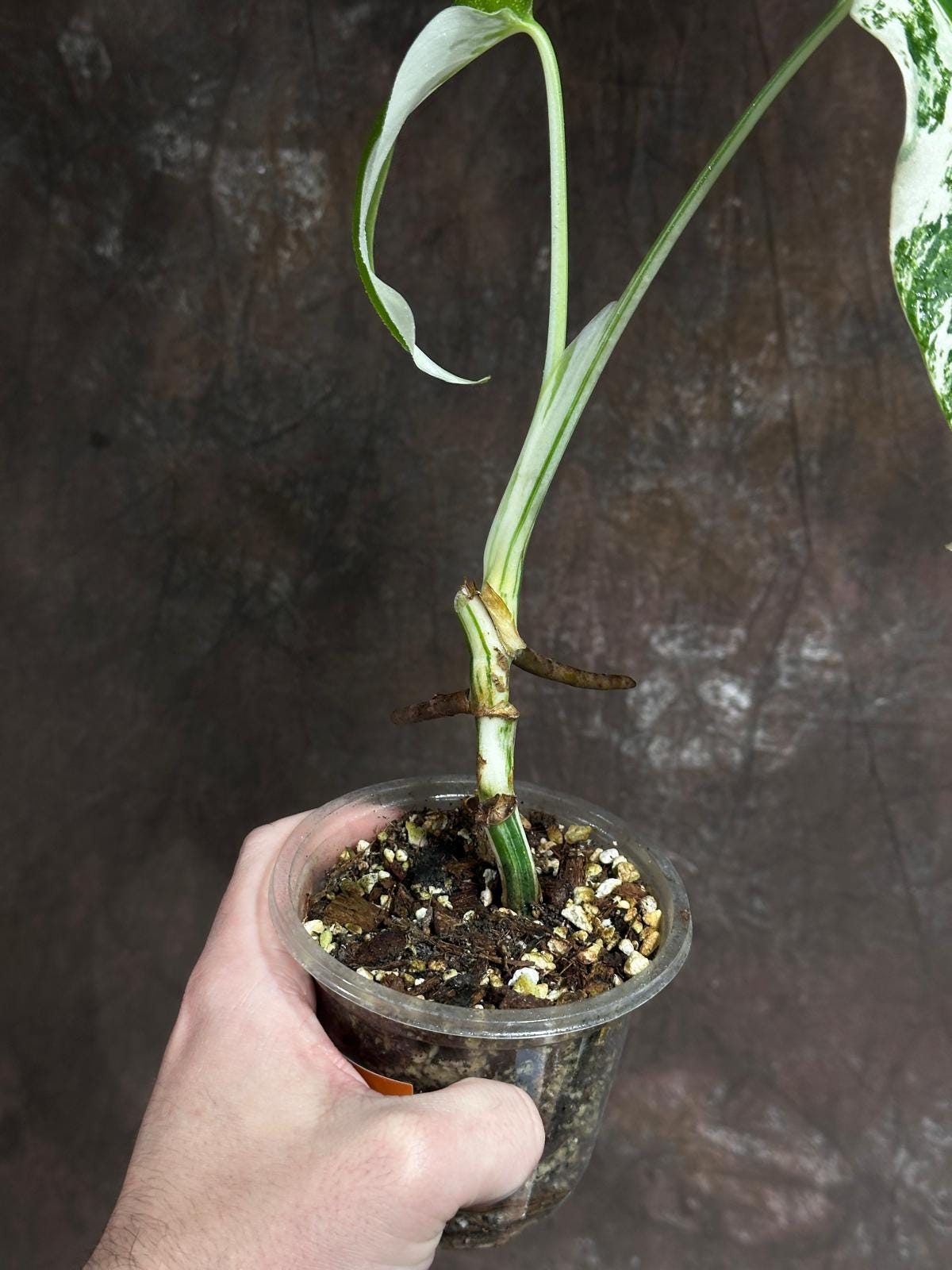 Variegated Monstera Albo Plant - Rare Indoor White Monstera Albo Borsigiana Plant - Half-Moon Leaf - Rare Houseplant-EXACT Plant - US Seller