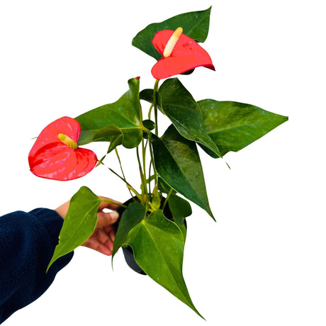 Anthurium Flowering Plant - Red Anthurium in 4" Grow Pot - Easy Care Hardy Houseplant - Low Light Live Flower Plant with Blooming Flowers