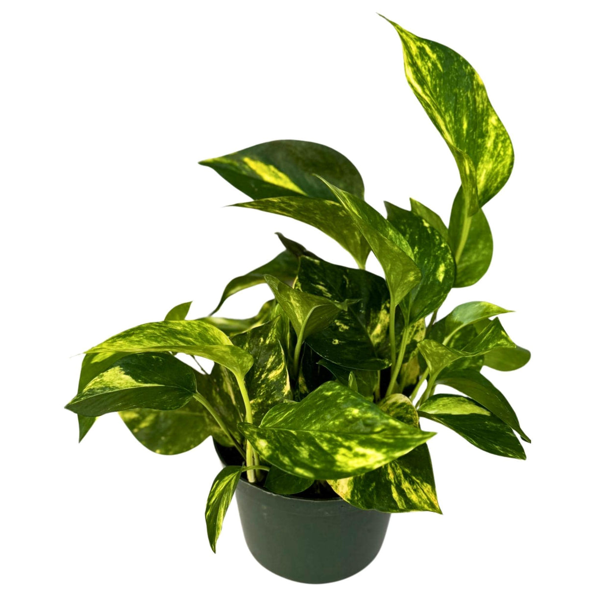 Golden Pothos in a 6" Grow Pot - Easy Care Houseplant - Low light Indoor Plant - Devils Ivy Plant - Air Purifier Plant - US Seller