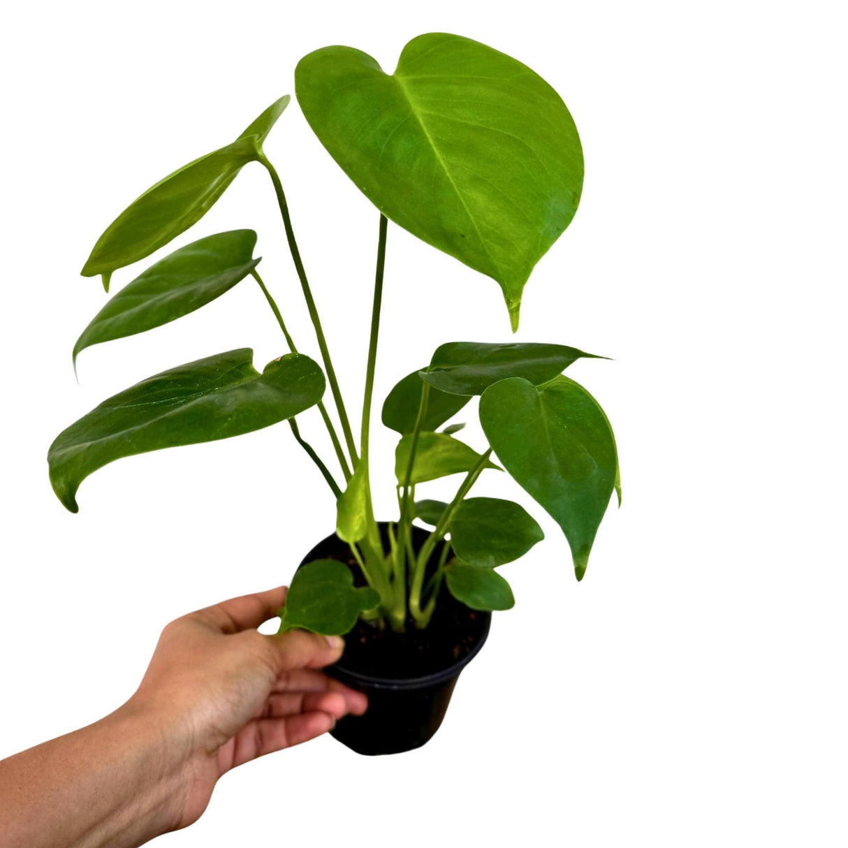 Monstera Deliciosa in a 4" Grow Pot - Monstera Plant - Tropical Plant - Rare Houseplant - Easy Care - Low Light Houseplant - Gift for Mom