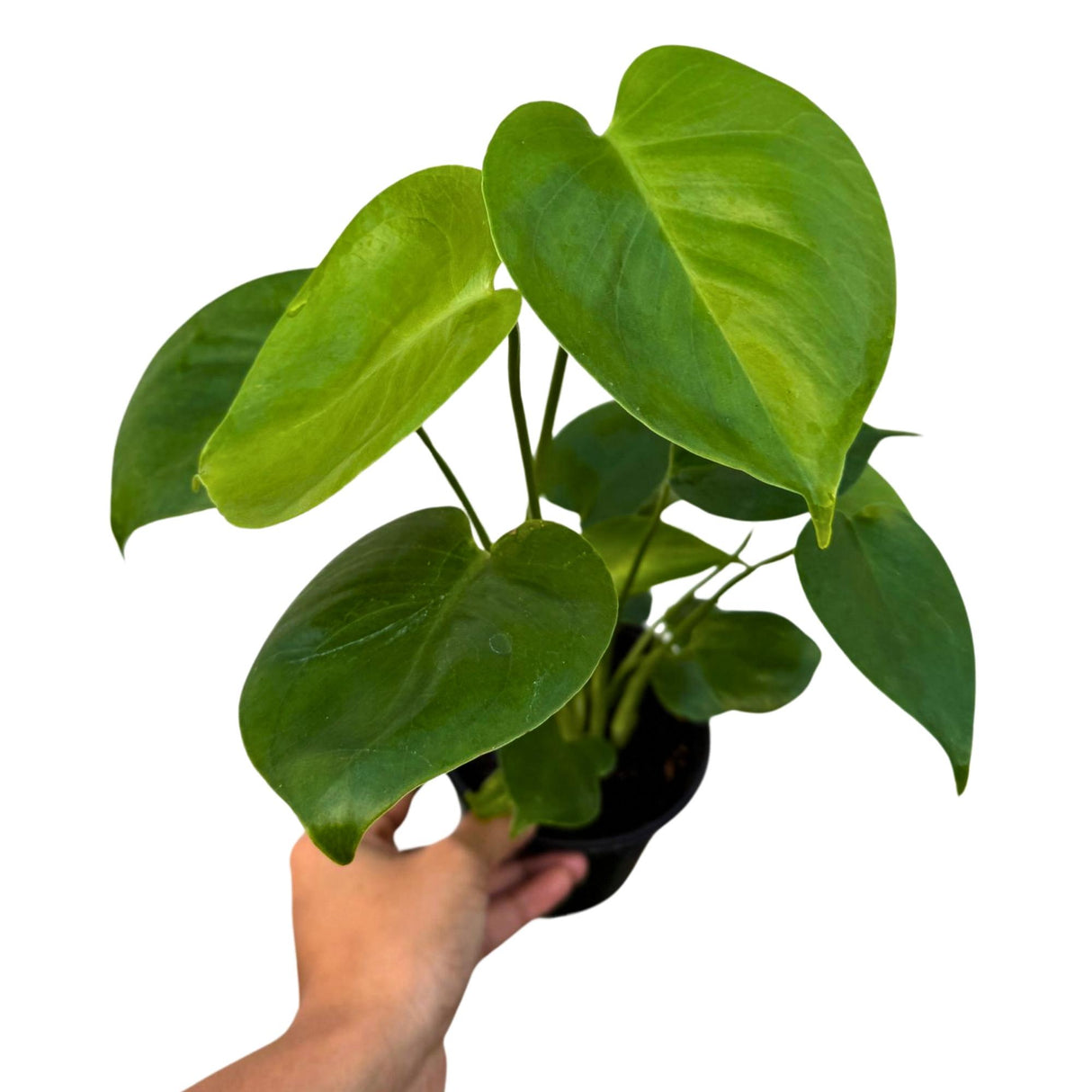 Monstera Deliciosa in a 4" Grow Pot - Monstera Plant - Tropical Plant - Rare Houseplant - Easy Care - Low Light Houseplant - Gift for Mom