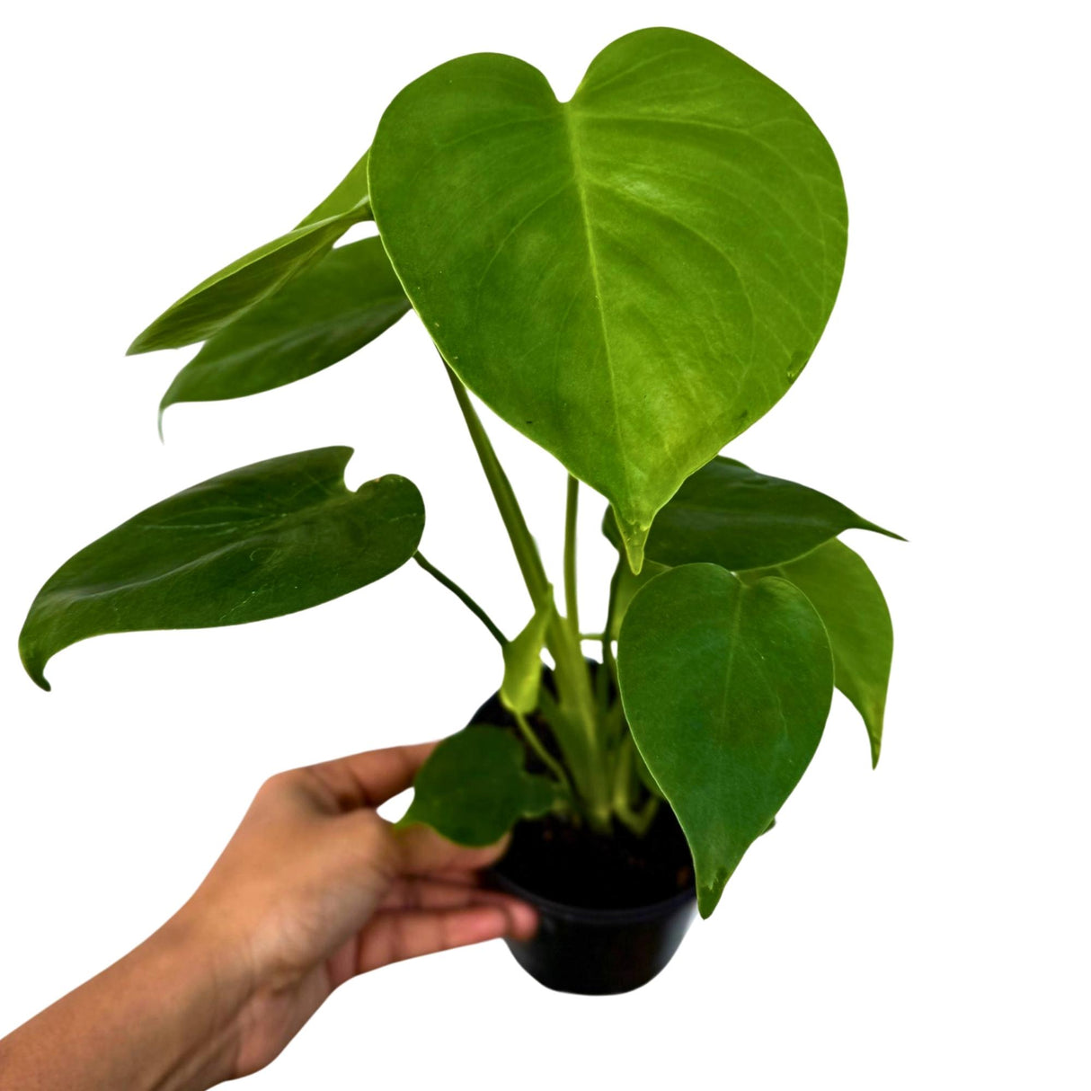 Monstera Deliciosa in a 4" Grow Pot - Monstera Plant - Tropical Plant - Rare Houseplant - Easy Care - Low Light Houseplant - Gift for Mom