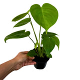 Monstera Deliciosa in a 4" Grow Pot - Monstera Plant - Tropical Plant - Rare Houseplant - Easy Care - Low Light Houseplant - Gift for Mom