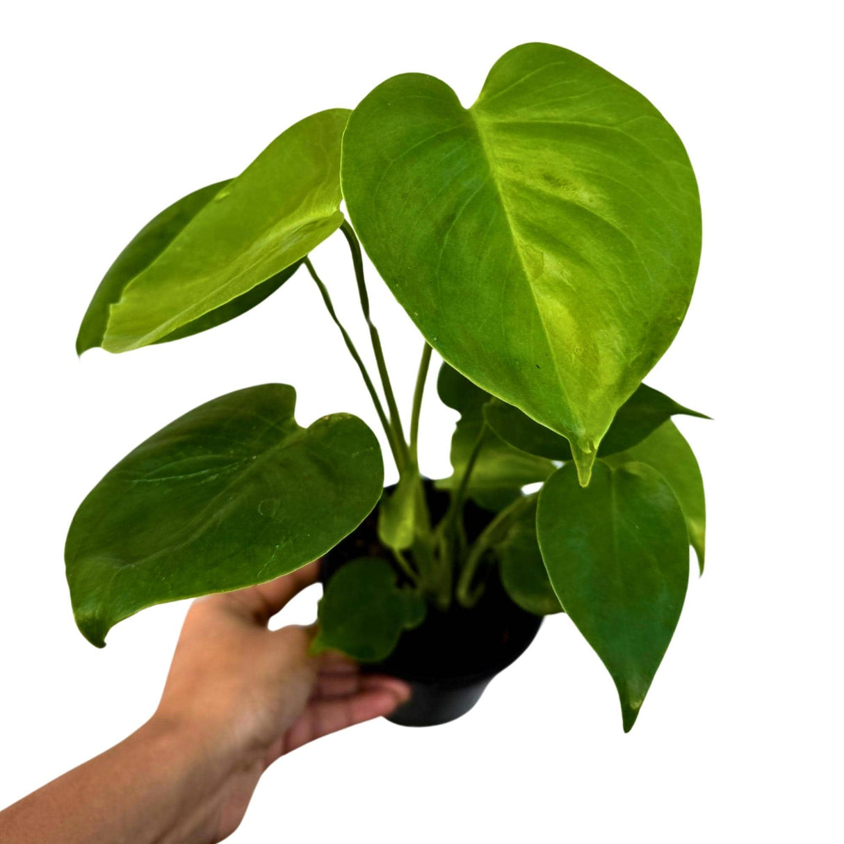 Monstera Deliciosa in a 4" Grow Pot - Monstera Plant - Tropical Plant - Rare Houseplant - Easy Care - Low Light Houseplant - Gift for Mom