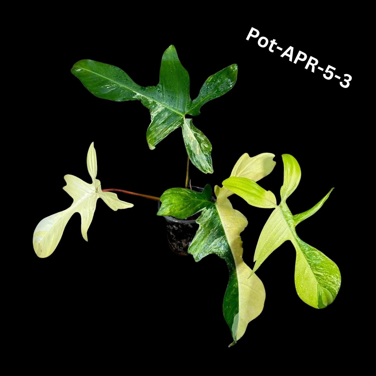 Variegated Philodendron Florida Beauty Cutting - SAME PLANT as the images - Extremely Rare Variegation Florida Beauty Live Indoor plant