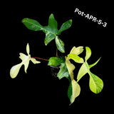 Variegated Philodendron Florida Beauty Cutting - SAME PLANT as the images - Extremely Rare Variegation Florida Beauty Live Indoor plant