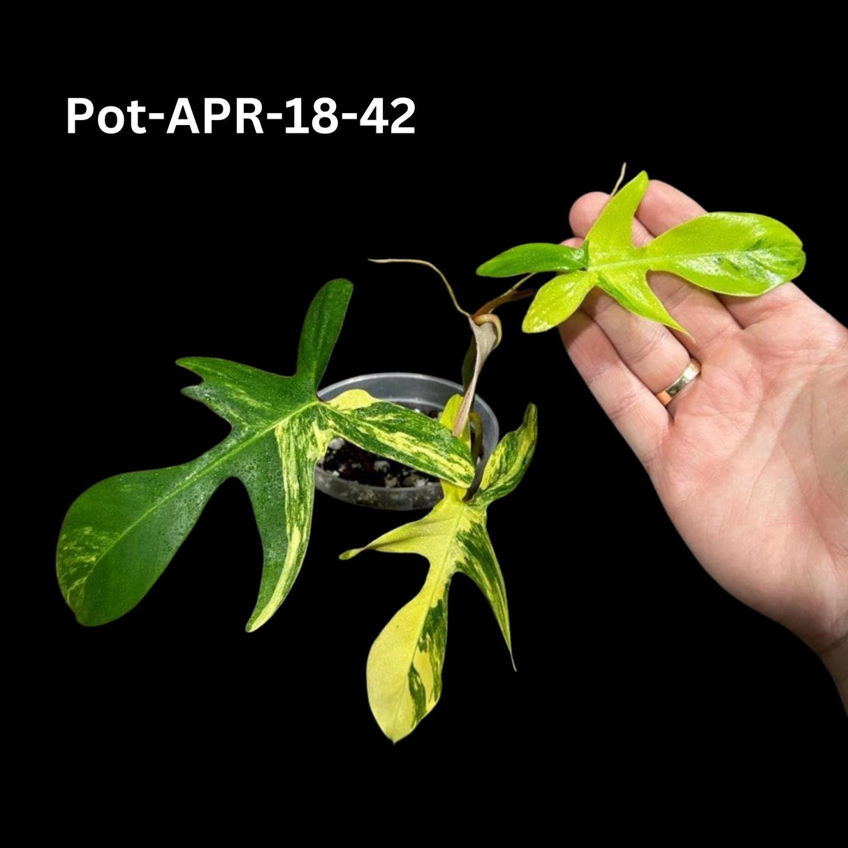 Variegated Philodendron Florida Beauty Cutting - SAME PLANT as the images - Extremely Rare Variegation Florida Beauty Live Indoor plant