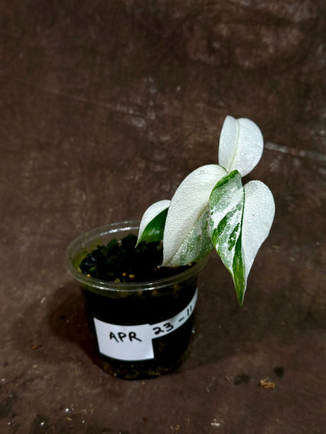 Variegated Monstera Albo Plant - Rare Indoor White Monstera Albo Borsigiana Plant - Albo Monstera - US Seller - Rare Plant - EXACT Plant