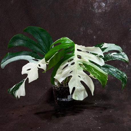 Variegated Monstera Albo Plant - Rare Indoor White Monstera Albo Borsigiana Plant - Albo Monstera Indoor Plant Houseplant - EXACT Plant