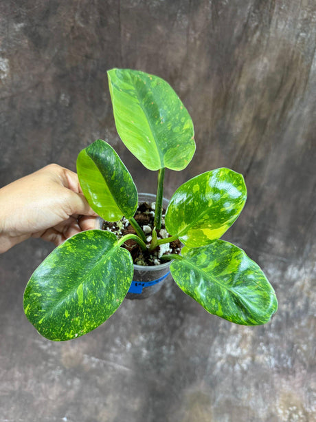 Philodendron Green Congo Variegated live plant - Rare Variegated Green Congo - SAME Potted Plant as Image - Hard to come by - US Seller