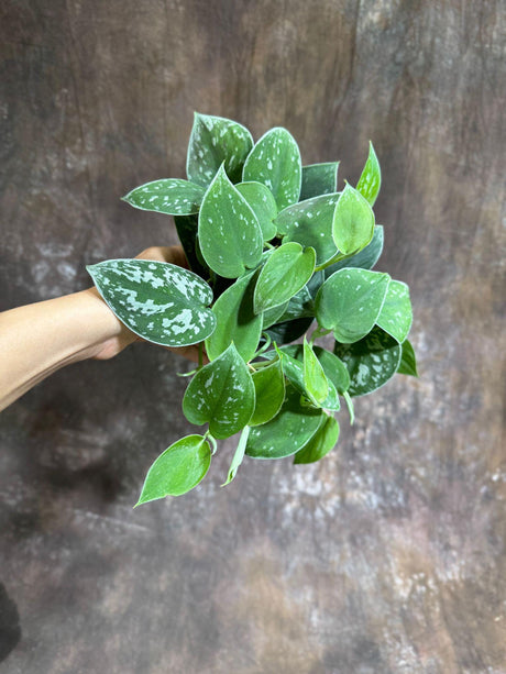 Silver Pothos Live plant 4" full pot with mature vines - Scindapsus Pictus Argyraeus - Silvery Anne - Hardy Houseplant - Low Light Plant