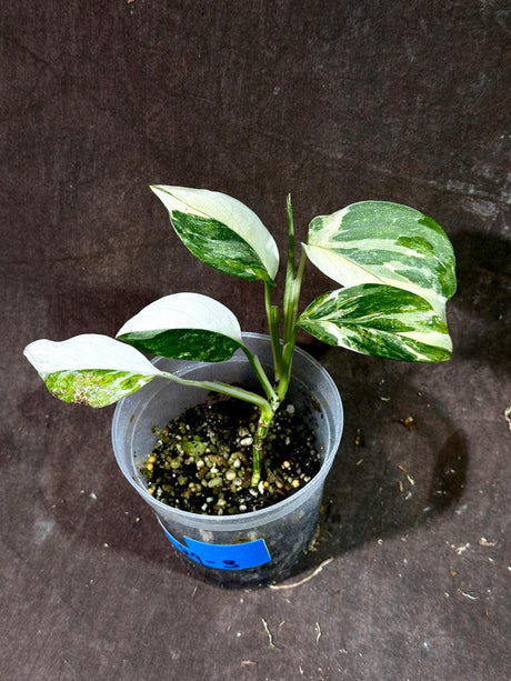 High Variegated Monstera Lechleriana Plant - Climbing Plant - Rare Monstera Lechleriana - Live Indoor Plant - US SELLER - EXACT Same Plant