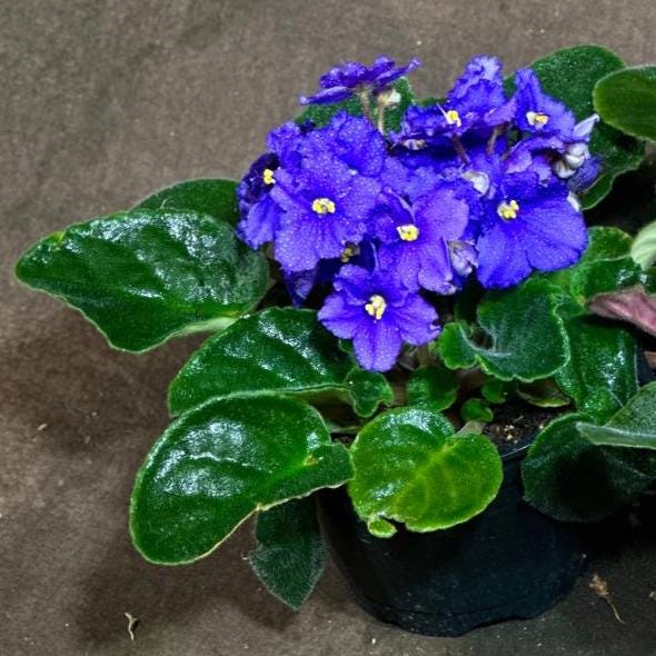 Set of 2 African Violet in 4" Grow Pot - Indoor Plant - Plant Lover Gift - Violet Blue, Purple, Live Flower Plant - Blooms All Year Round